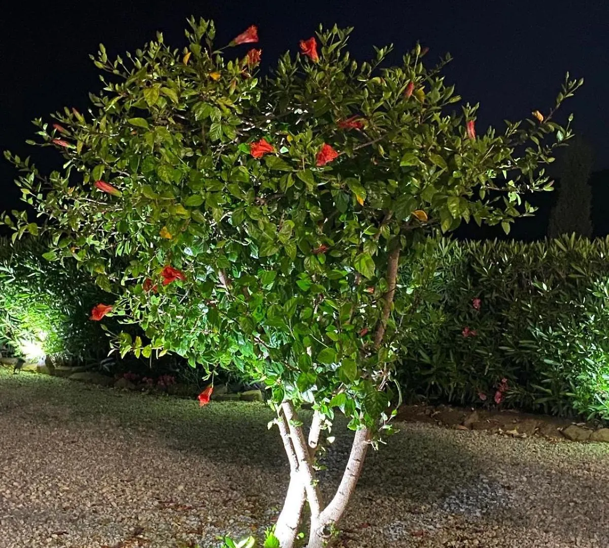 Feriehus Finca Angelita Torrox