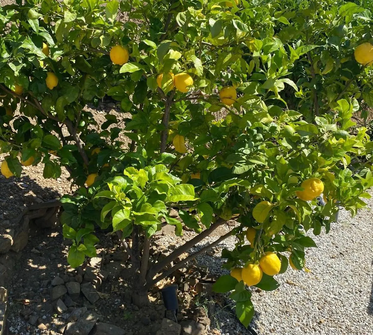 Feriehus Finca Angelita Torrox Spanien
